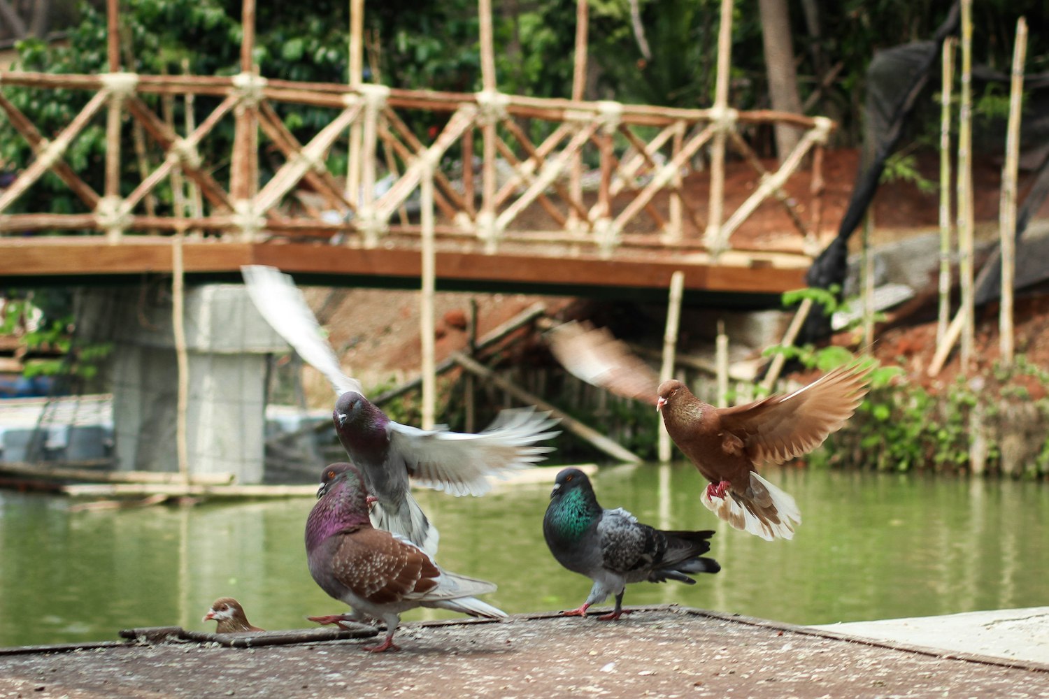 公鸽子亚健康吗?公的鸽子 公鸽子亚健康吗?公的鸽子