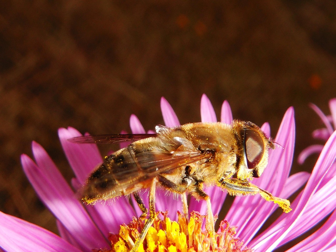 花卉授粉瓶,花卉授粉原理