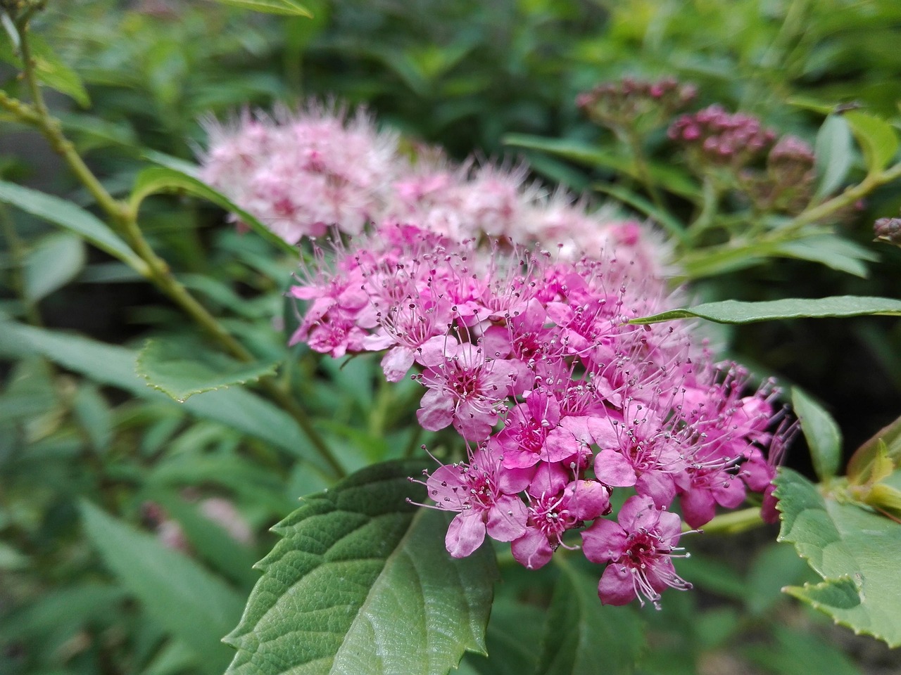 刘波花卉?刘波字画价格 刘波花卉?刘波字画价格