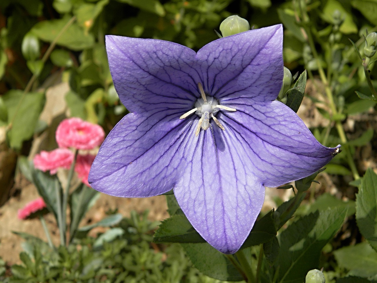 花卉是/花卉是花的什么部位