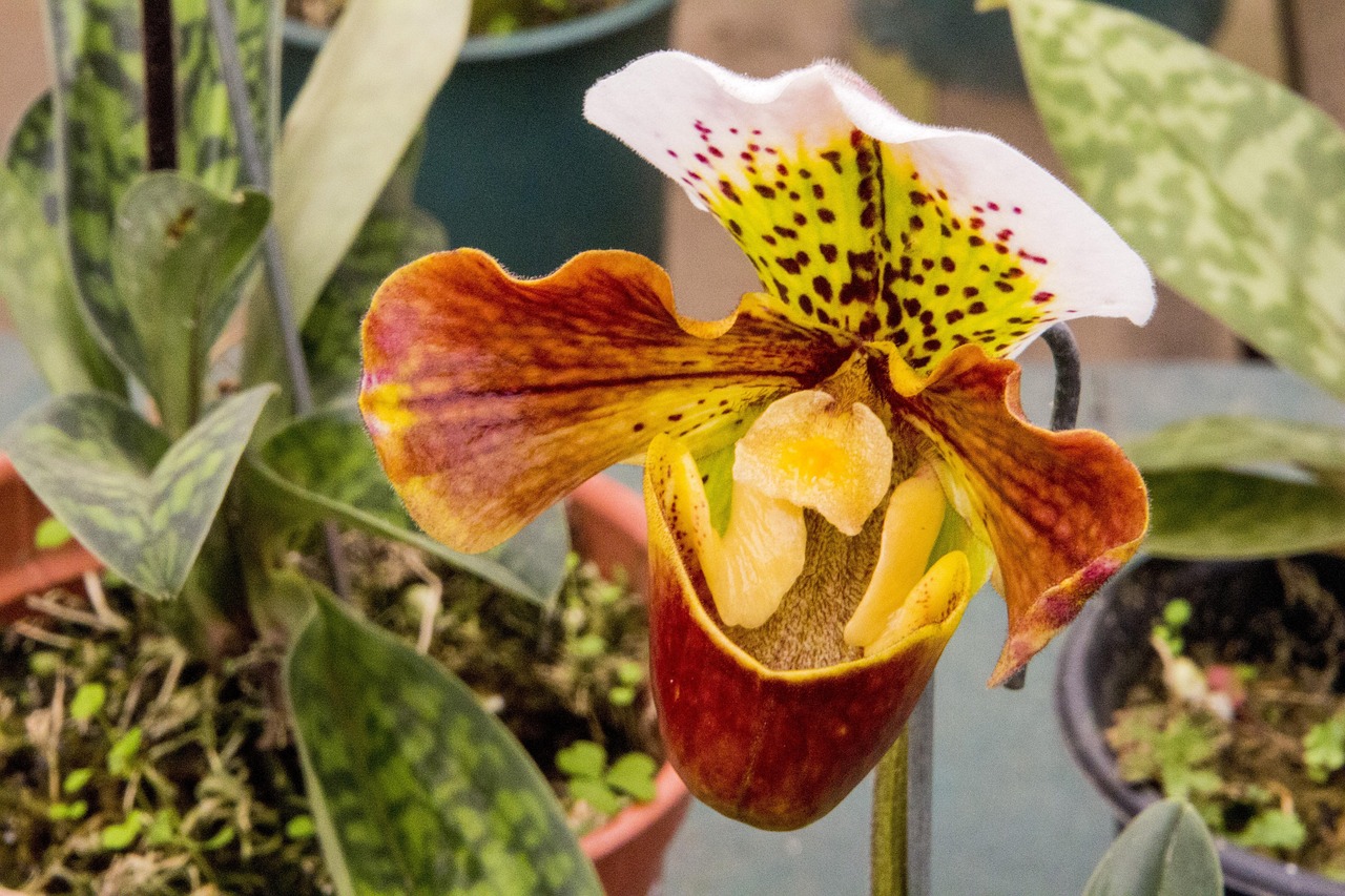 花卉园艺类?花卉园艺是干什么的 花卉园艺类?花卉园艺是干什么的