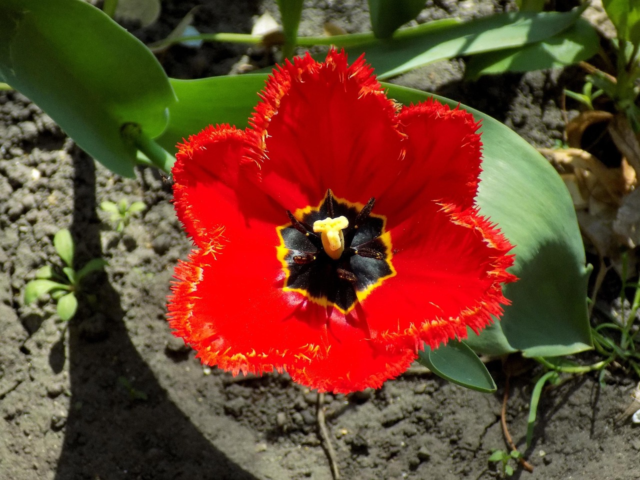 花卉市场的花卉来源!花卉市场简介