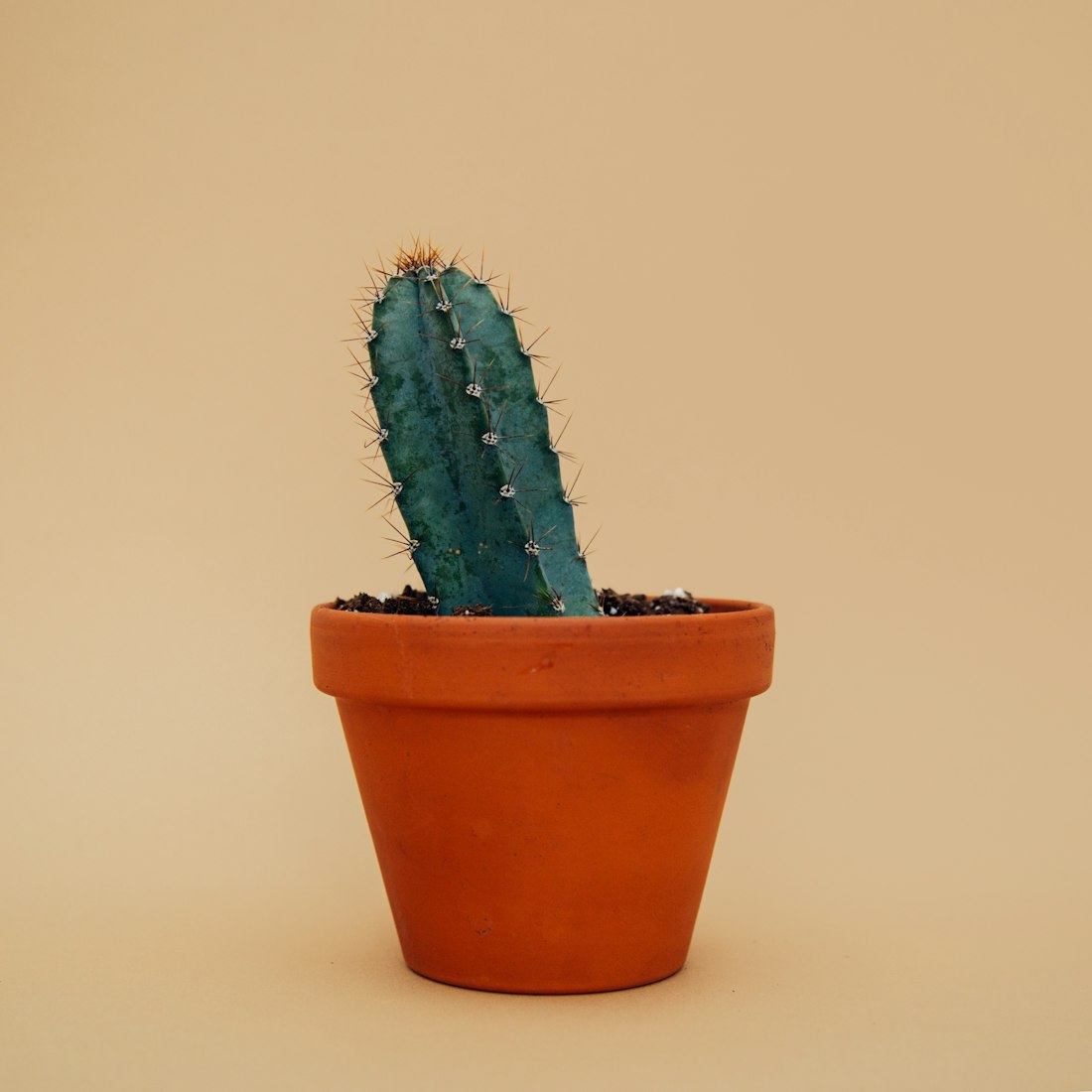 盆栽园艺头像图文?盆栽园艺头像图文介绍 盆栽园艺头像图文?盆栽园艺头像图文介绍