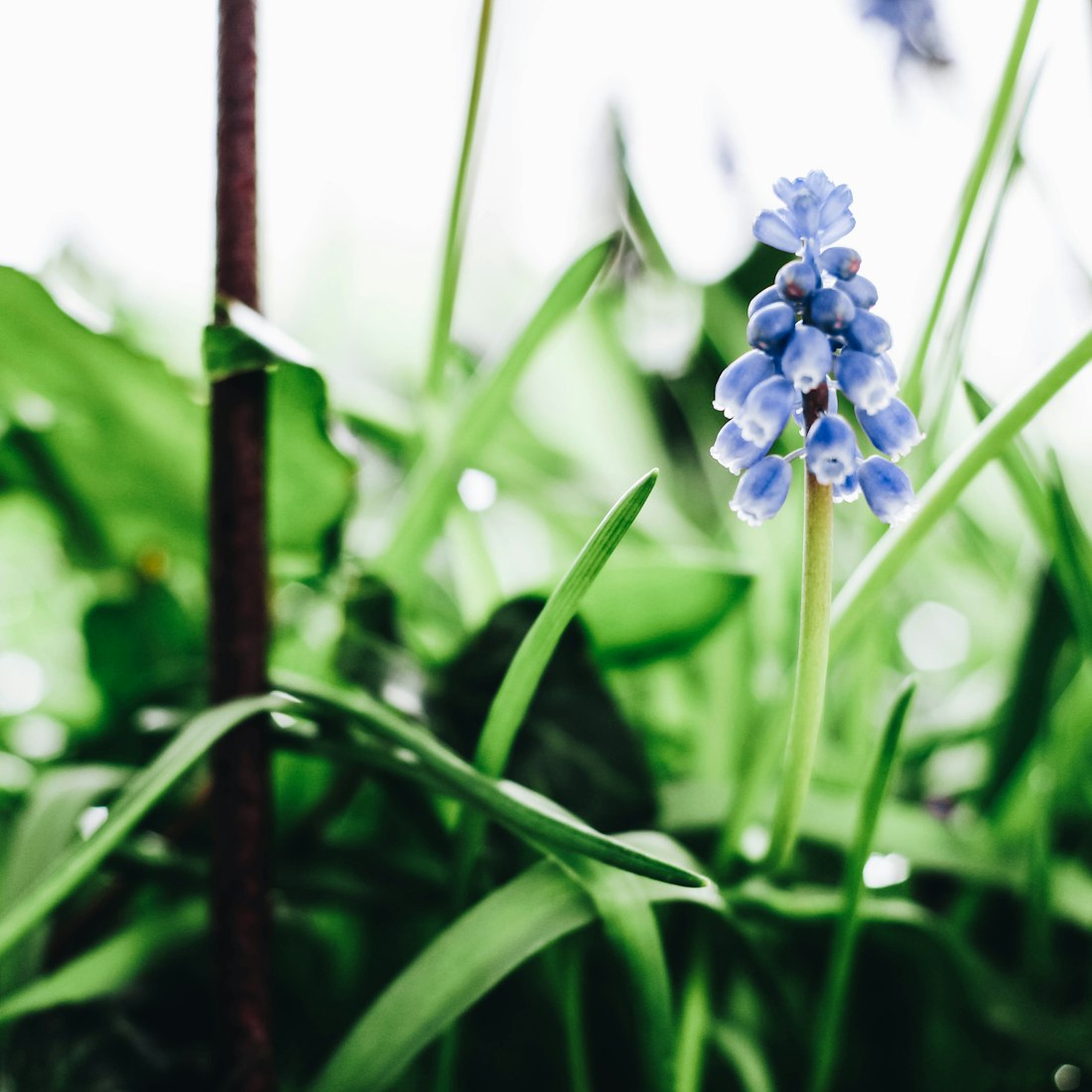 盆栽园艺头像图文?盆栽园艺头像图文介绍 盆栽园艺头像图文?盆栽园艺头像图文介绍