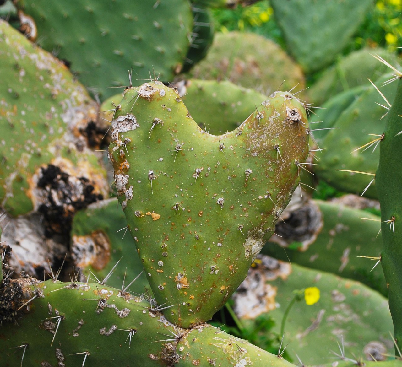 广州进货花卉 [广州花卉批发电话]