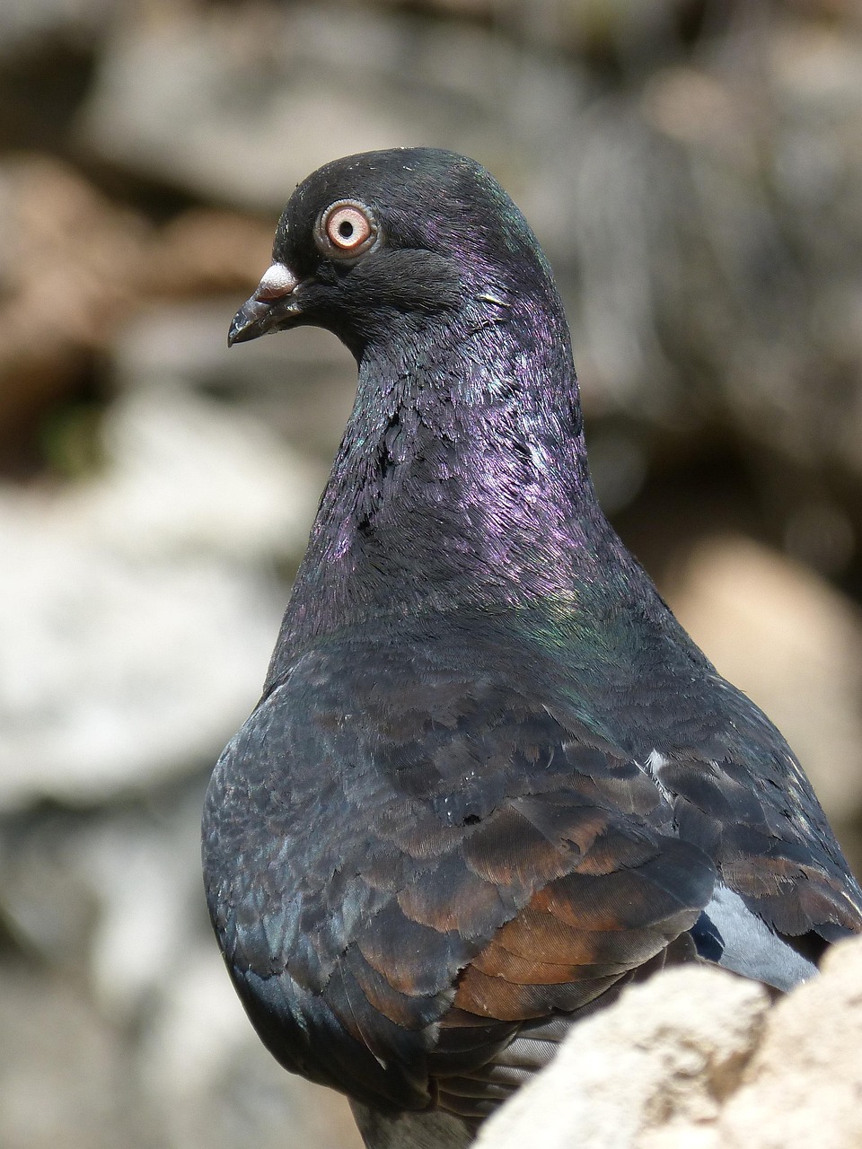 信鸽中正房产,中正赛鸽公棚参赛费 信鸽中正房产,中正赛鸽公棚参赛费