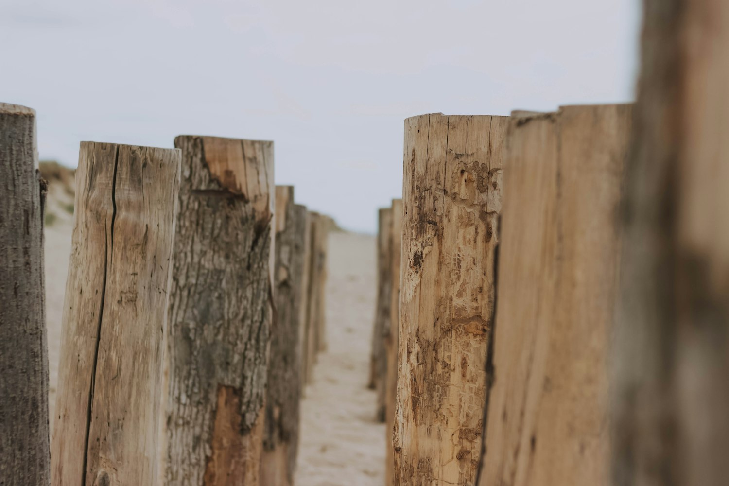 日本三大“毒土”长出来的高市早苗?