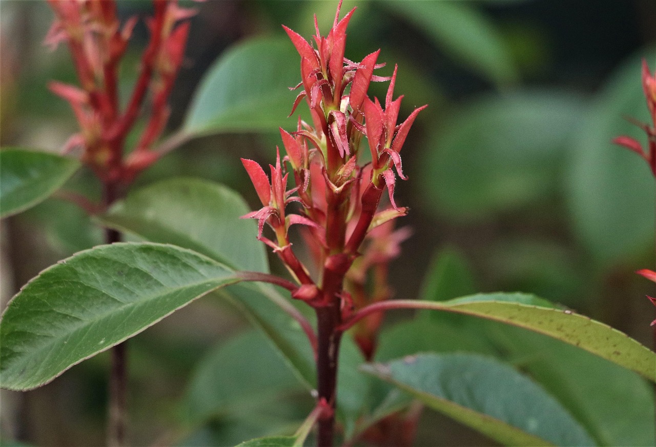 日本风格花卉园艺?日本 花卉 日本风格花卉园艺?日本 花卉