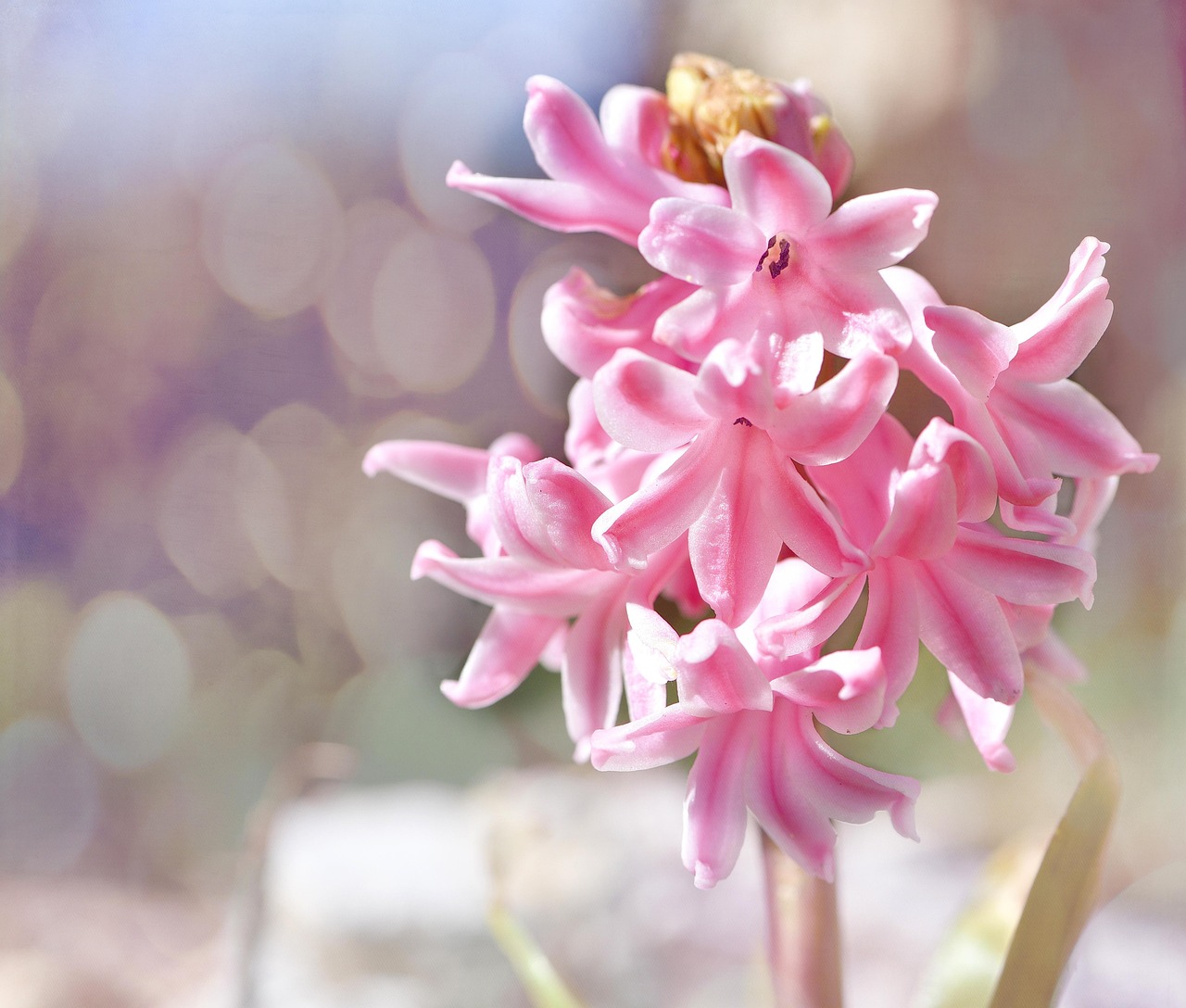 昆山绿植花卉租摆价格/昆山绿植花卉租摆价格表 昆山绿植花卉租摆价格/昆山绿植花卉租摆价格表
