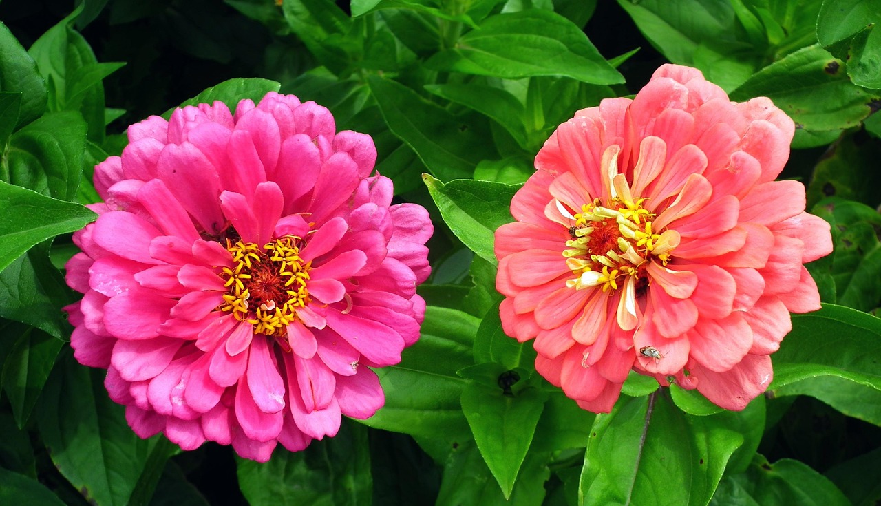 宫廷花卉旋 [宫廷花怎么养]