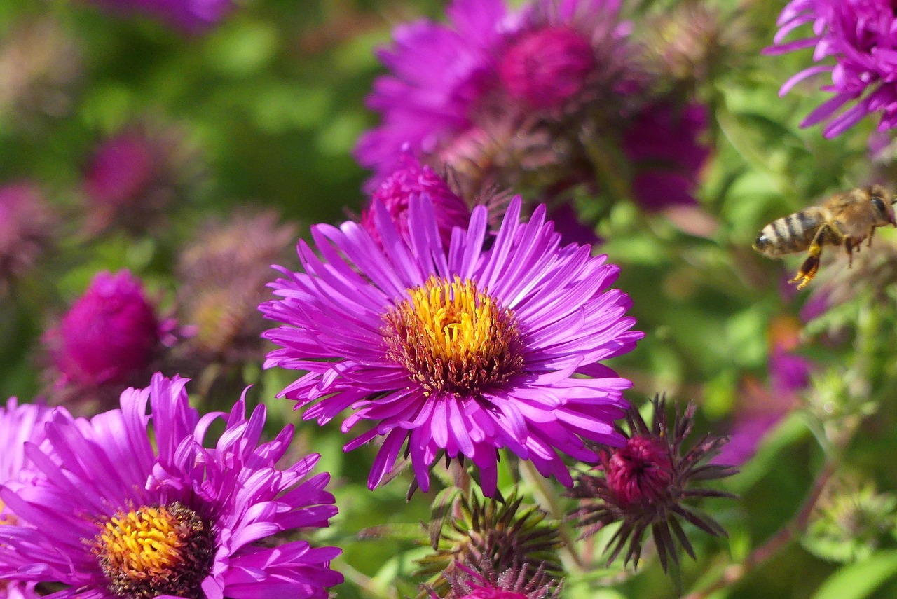 宫廷花卉旋 [宫廷花怎么养]