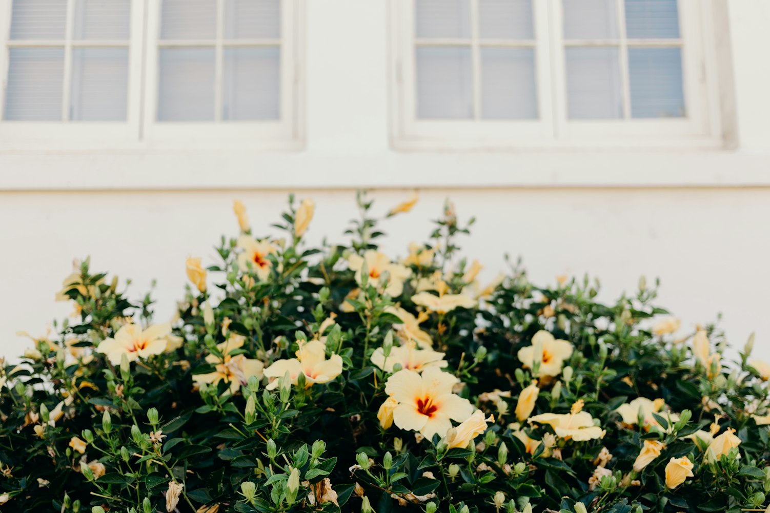 花卉栽培的主要设施,花卉栽培设施有哪些?有什么特点?一般建造成本如何? 花卉栽培的主要设施,花卉栽培设施有哪些?有什么特点?一般建造成本如何?