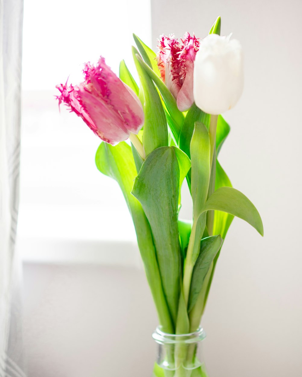 花卉栽培的主要设施,花卉栽培设施有哪些?有什么特点?一般建造成本如何? 花卉栽培的主要设施,花卉栽培设施有哪些?有什么特点?一般建造成本如何?