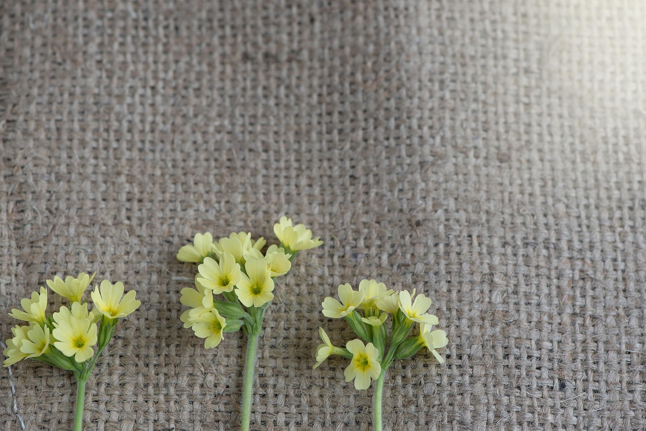 红娘花卉?红娘绿植 红娘花卉?红娘绿植