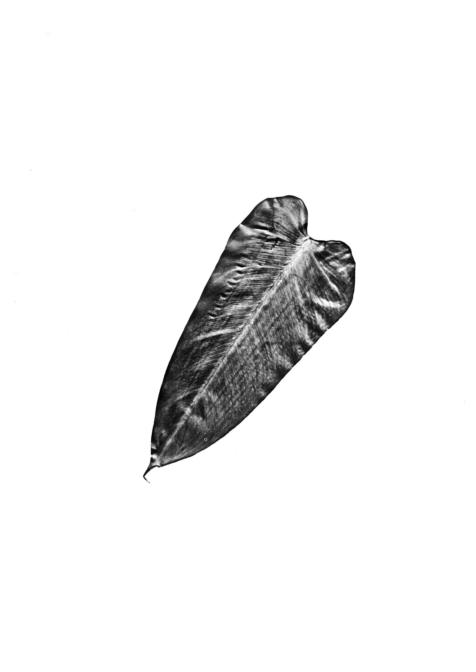 静物花卉草图,静物花草图片 静物花卉草图,静物花草图片